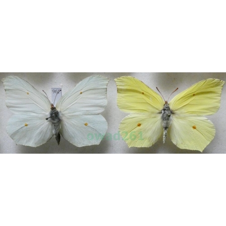 Gonepteryx rhamni (Linnaeus, 1758) pair Latolistek cytrynek Poland96f